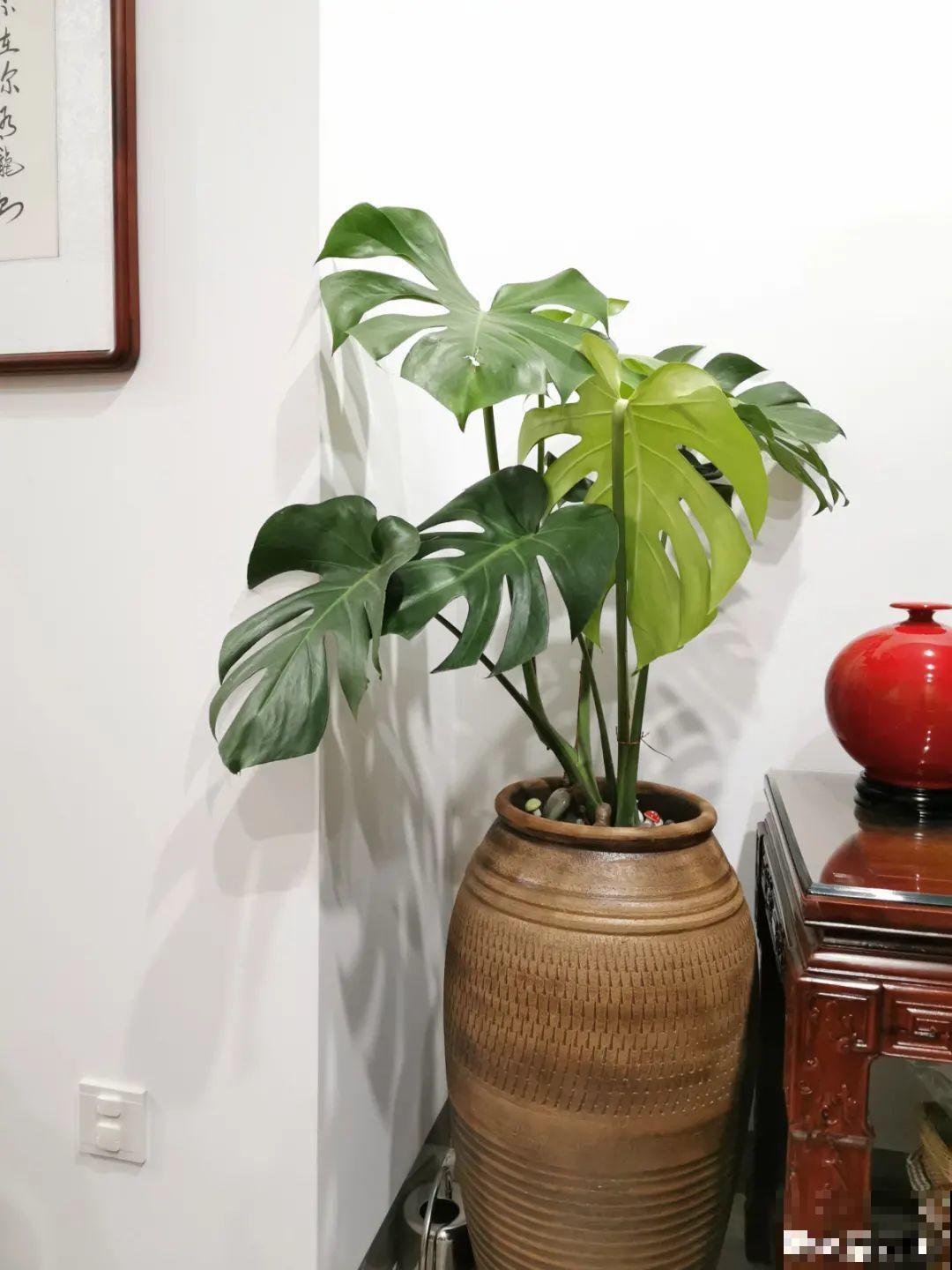 15种镇宅花，家里摆一盆，镇宅旺运超霸气！