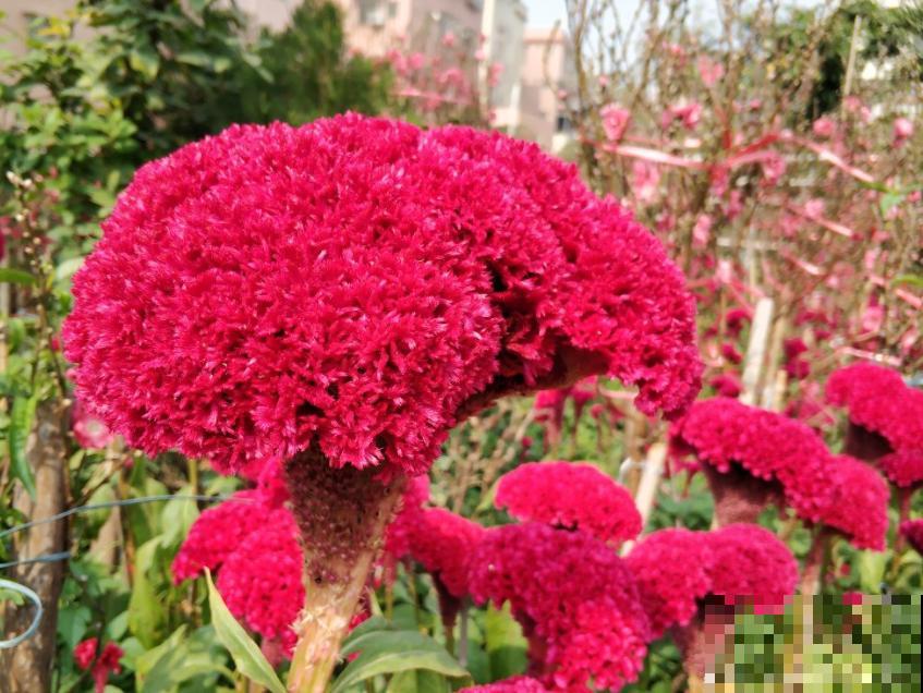 植物命名的5种方式,新奇有趣! 植物命名的5种方式,新奇有趣!