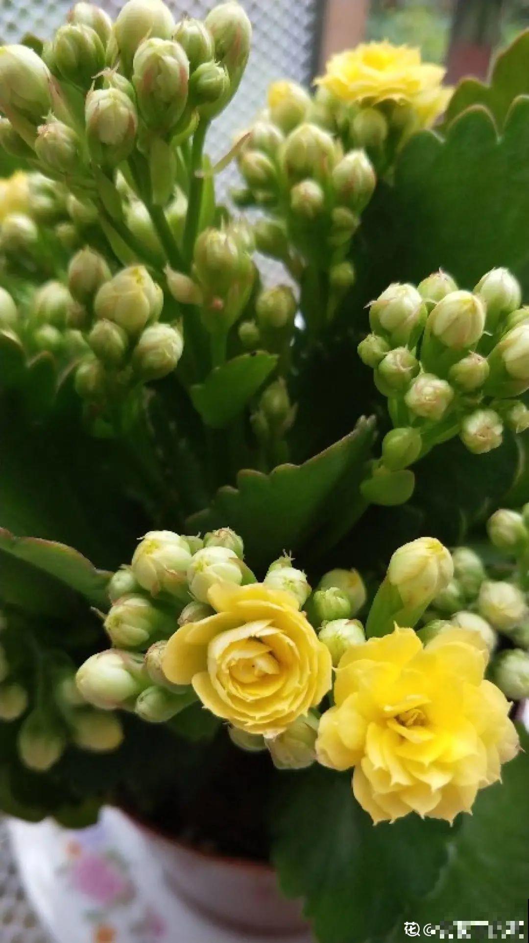 长寿总是不开花，黑塑料袋一套，立马咕噜噜冒花苞！