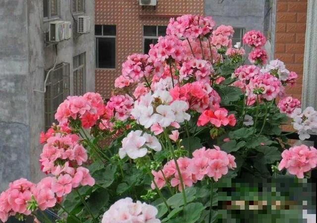 冬天就养耐阴花，没光也能开爆盆，扔角落自己疯长！