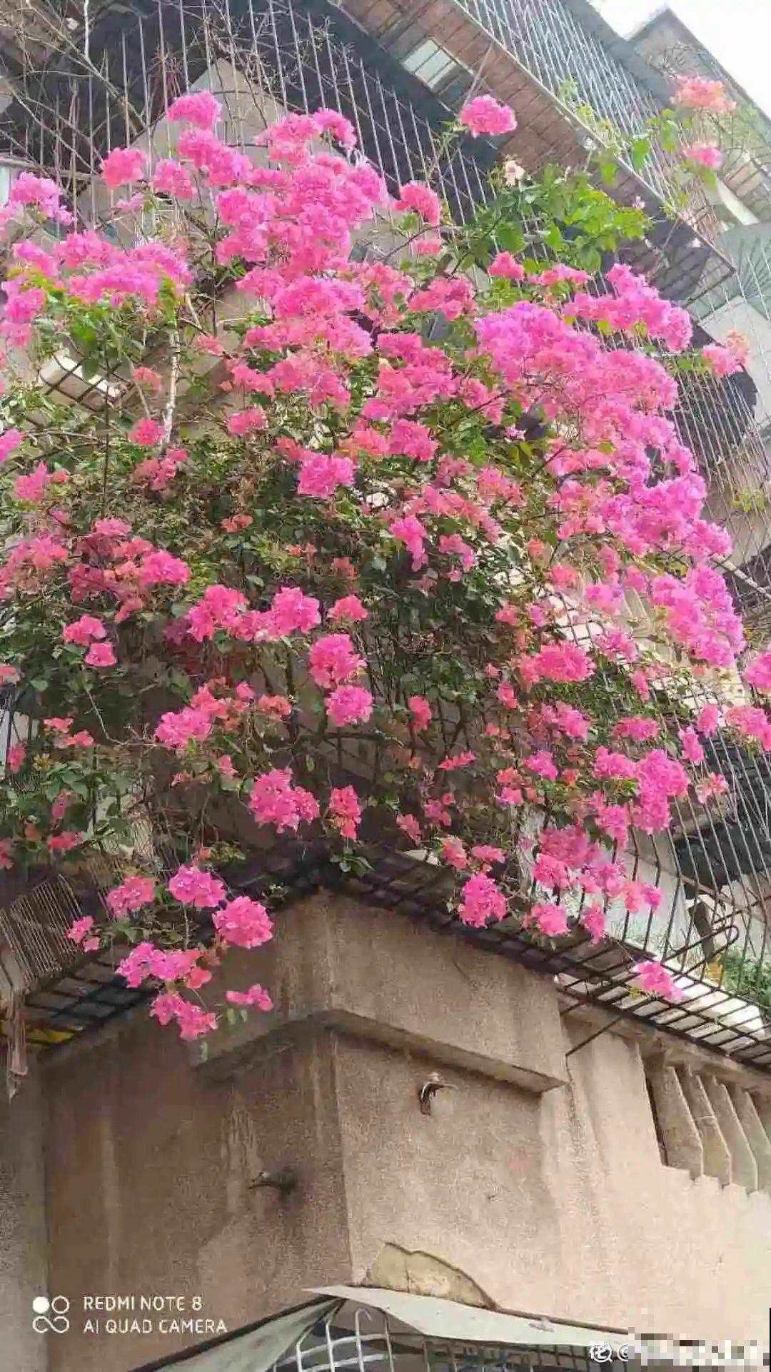 养花也别特迷信，好看的花都不能养，郁闷！