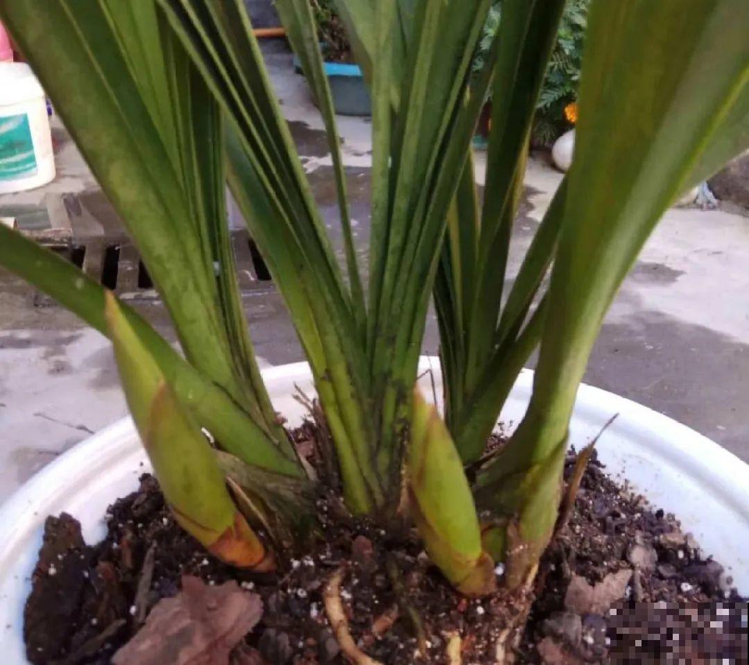 10月养花掐一掐,掐完就来花,盆都塞不下! 10月养花掐一掐,掐完就来花,盆都塞不下!