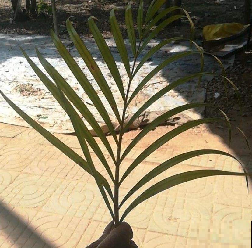 这2种大型绿植,秋天入手,整年无忧,好看! 这2种大型绿植,秋天入手,整年无忧,好看!