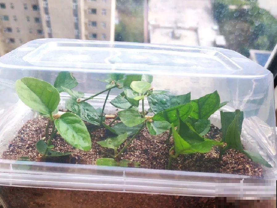 11月,千万别买这种花,养不活惹一肚子气! 11月,千万别买这种花,养不活惹一肚子气!