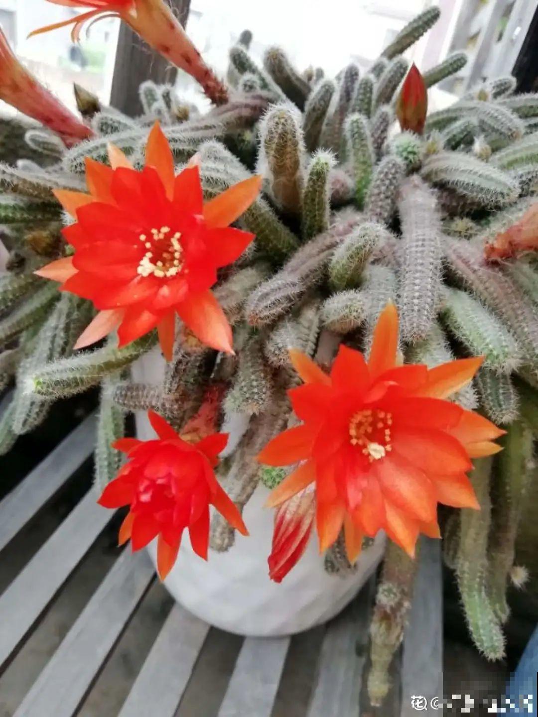 花盆里挖出一堆“蚕”，原来还能吃，味道清脆爽口