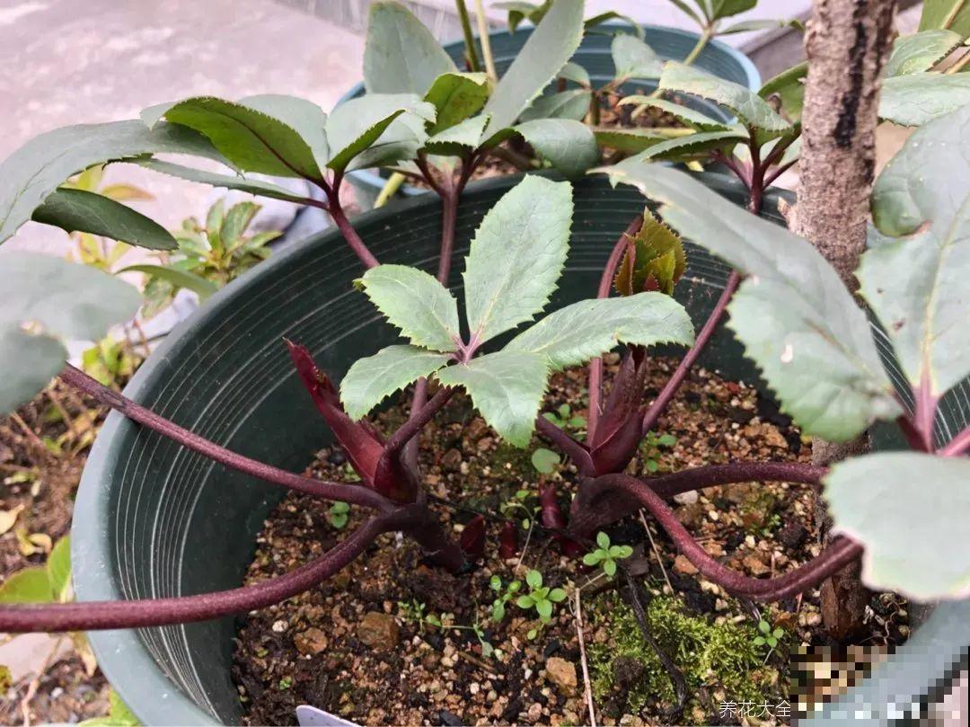 冬天养盆铁筷子,-20℃也能活,大雪天照样呼呼开花! 冬天养盆铁筷子,-20℃也能活,大雪天照样呼呼开花!