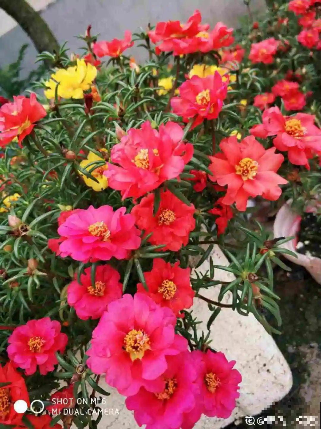 这种花特抗冻,不怕严寒,养死算我输! 这种花特抗冻,不怕严寒,养死算我输!