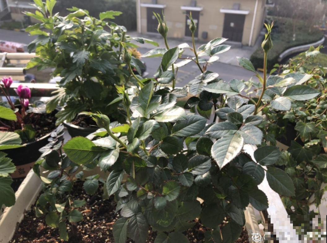 月季爆笋芽了，花友喜滋滋，先别乐，这个时期要慎重！