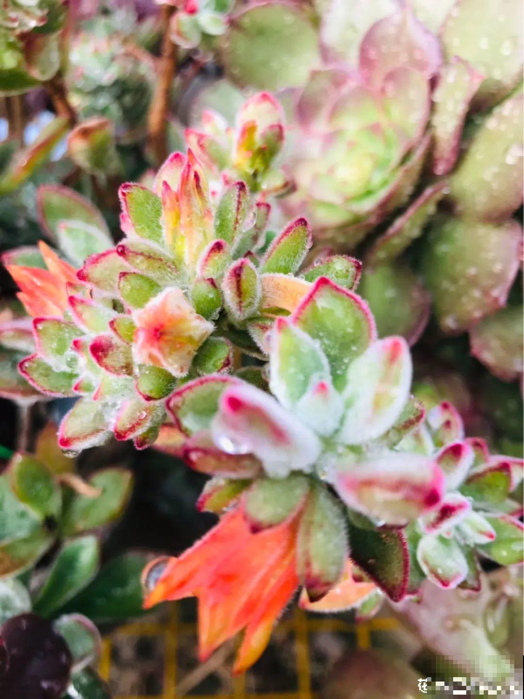 8种贵花，一盆好几百，有钱了一定要买一盆！