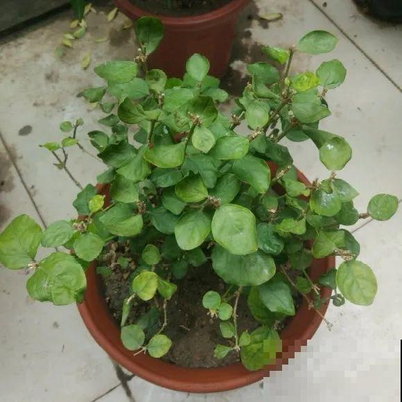 秋天降温快，家里养这9种花，要赶紧搬进屋了