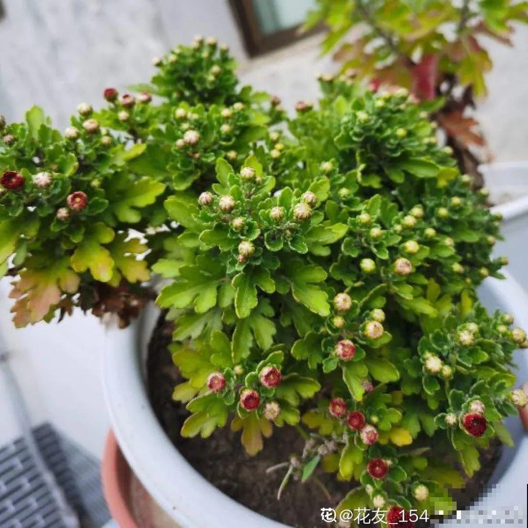 秋天特难养的花，养不活难受，还惹一肚子气！