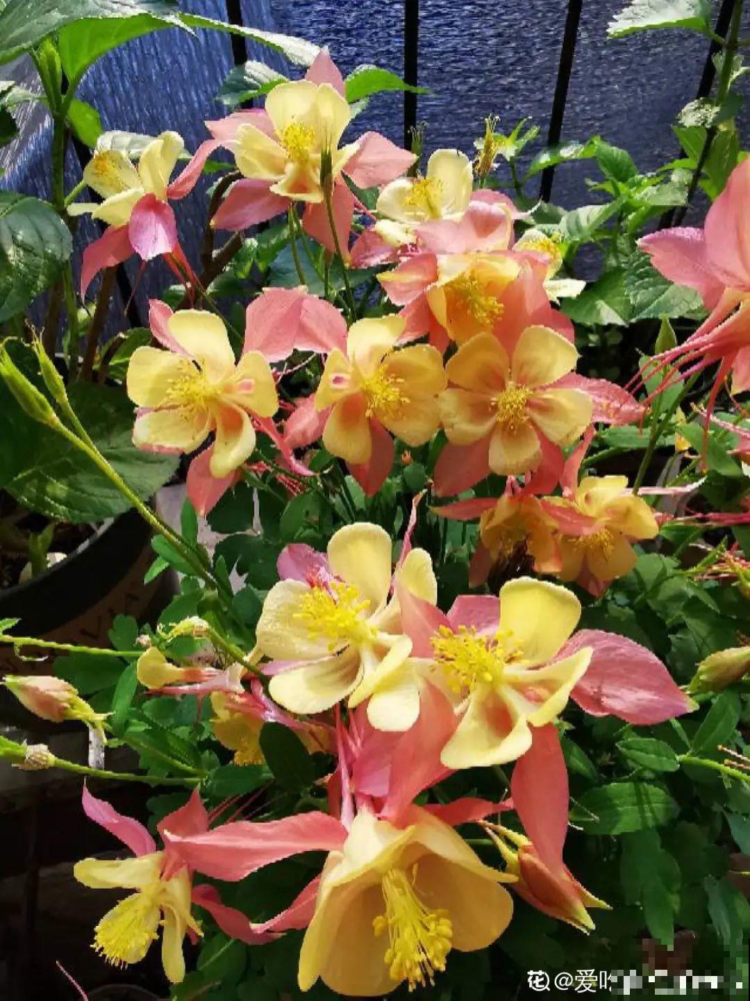 15种花，开完花就结种子，千万别丢掉