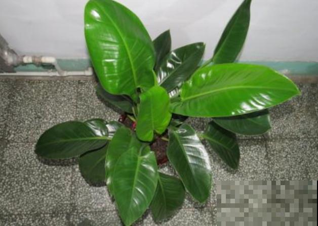 有3种幸运花，特别美丽好养，回家快去栽一盆！