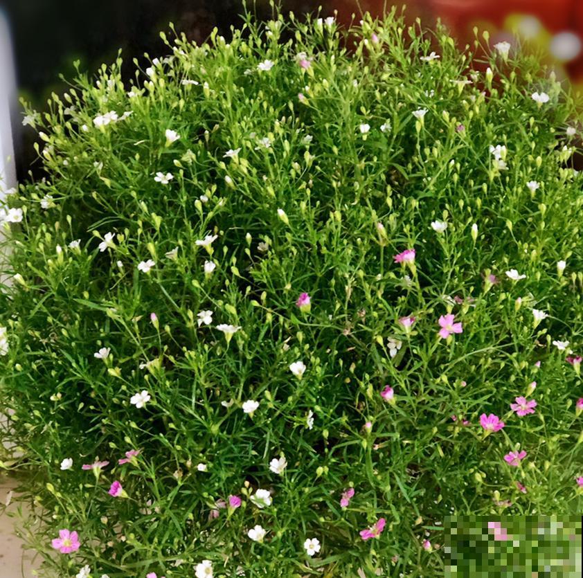 满天星干花不用买，自己就能种，干花、鲜花一起赏！