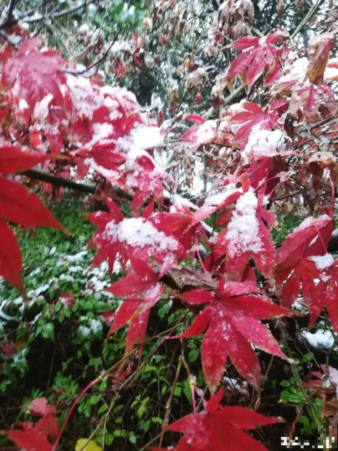 大雪天照样开花，耐寒性超好，冬天也能赏花