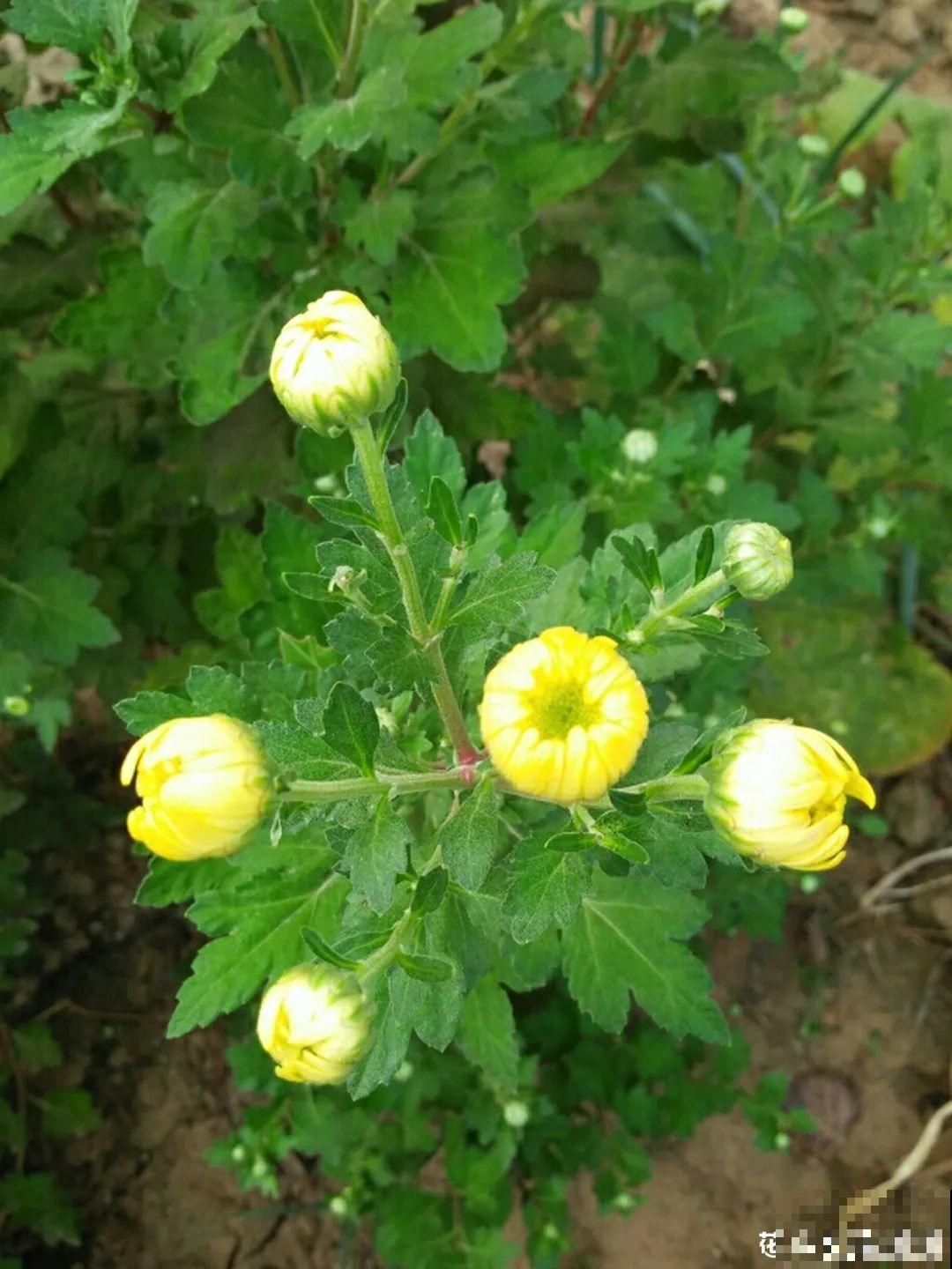 蟹爪兰冒了100个花苞，被她剪了70个，心疼！