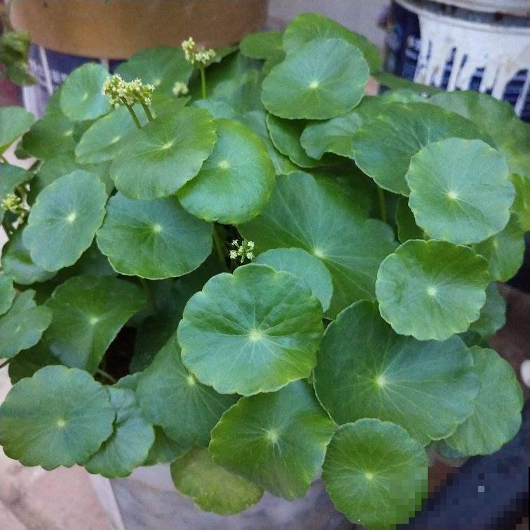 暖气一来，3种花要是再不喷水，就要干成枯草了