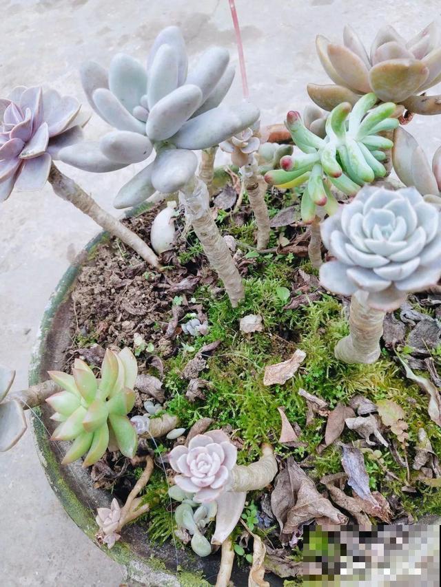 2种花组合起来养护，开花更多，满盆都是花