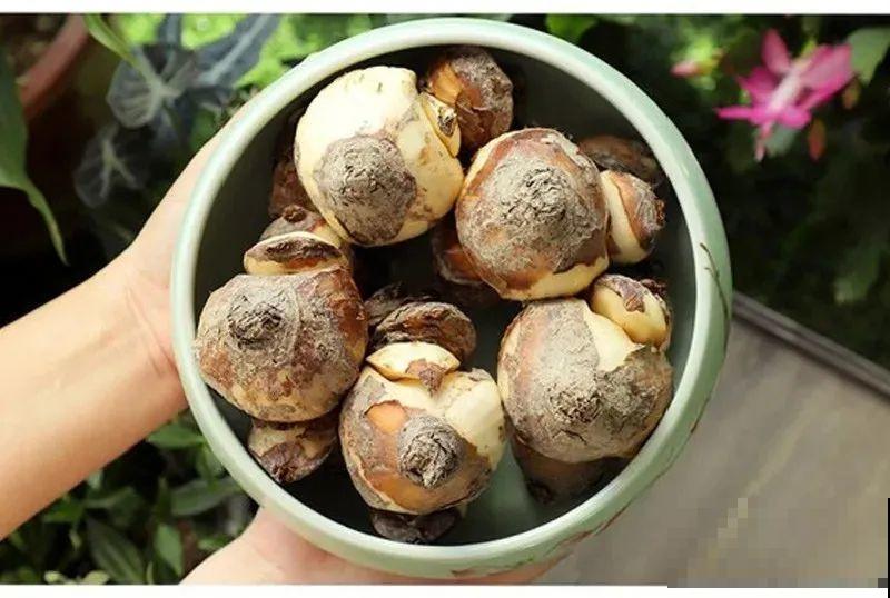 冬天啥花都可以不养，唯独这一种，不养亏大了！