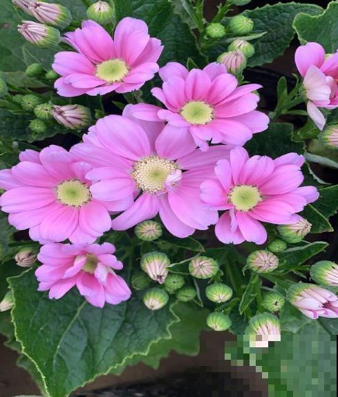 瓜叶菊挺好养，不怕冷也不怕热，怎么造都能活！