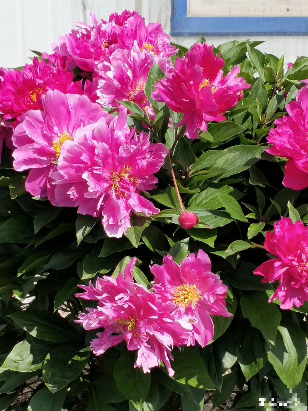 7种花冬天要休眠，看着好像枯死了，千万别丢掉