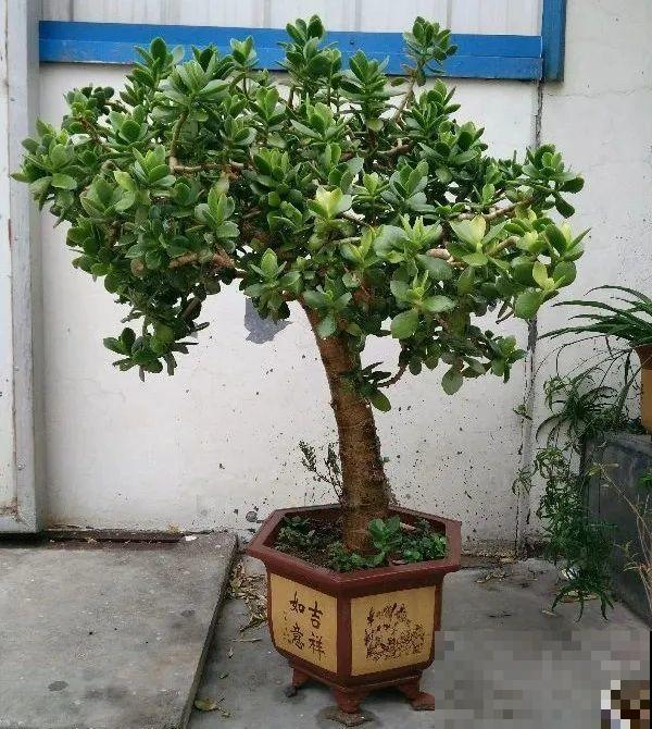 这些花快搬进室内，再不搬就晚啦！死翘翘！