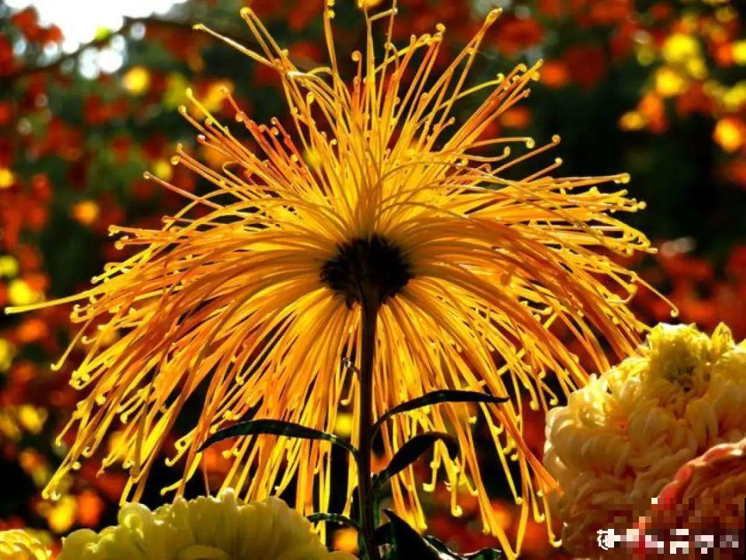 你在哪个城市，最适合养的花就是它！