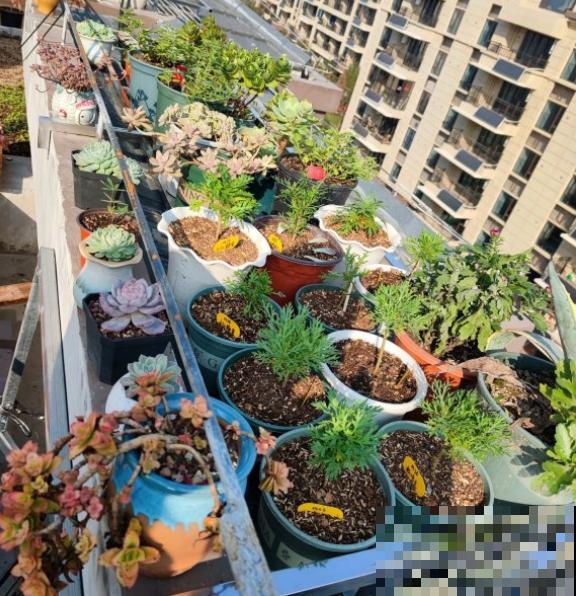 花容易“挂”不用急，多半是因为这3个问题，注意一点！