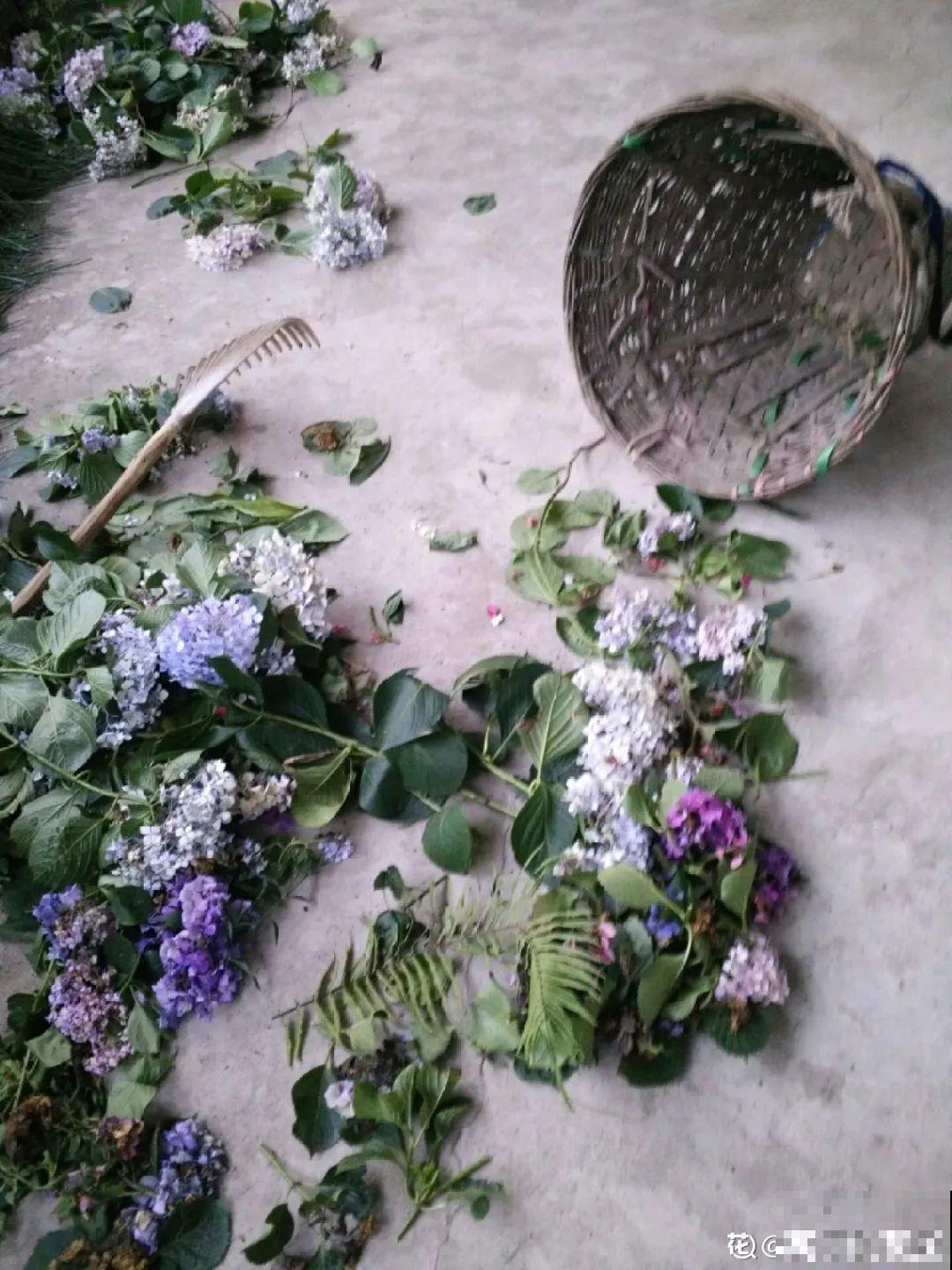 秋天开始降温了,9种花放外面冻一冻,开出饱满大花球 秋天开始降温了,9种花放外面冻一冻,开出饱满大花球