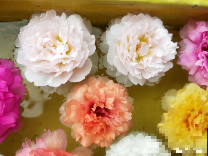 这些花一开始觉得丑,养了之后:真香! 这些花一开始觉得丑,养了之后:真香!