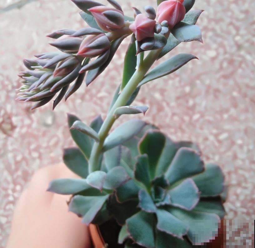 这5种多肉爱开花,花朵还极美,没见过亏大了! 这5种多肉爱开花,花朵还极美,没见过亏大了!