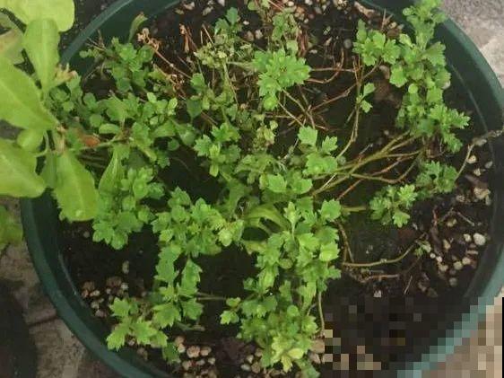 离家半个月，回来花全死了，别扔，还有救！