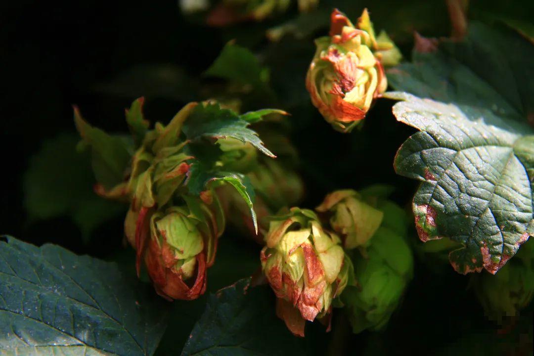10种小众花，见过的人很少，养一盆特别有面子！