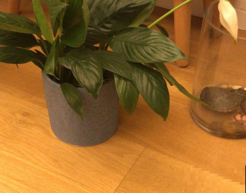 一帆风顺特怕冷，找个塑料袋，顺顺当当过冬！