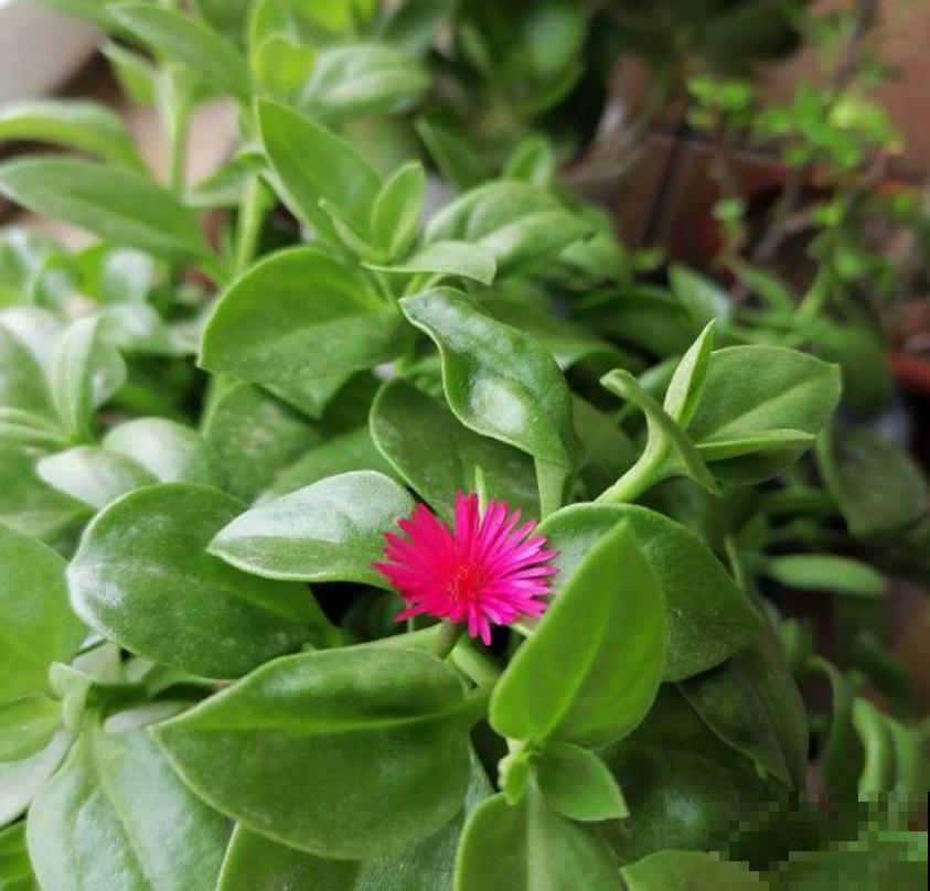 吊兰、绿萝养腻了,养盆牡丹吊兰,叶绿花红花期长! 吊兰、绿萝养腻了,养盆牡丹吊兰,叶绿花红花期长!