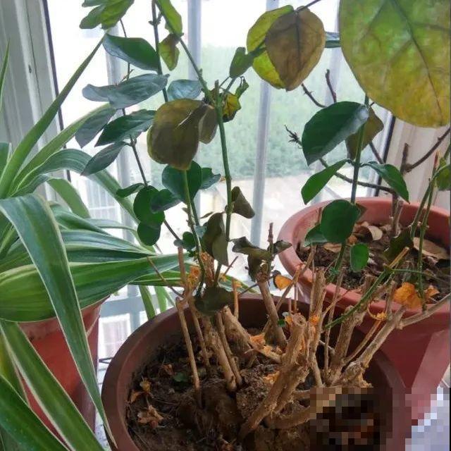 掉叶子第一名,10种花养成光杆,竟然还活着! 掉叶子第一名,10种花养成光杆,竟然还活着!