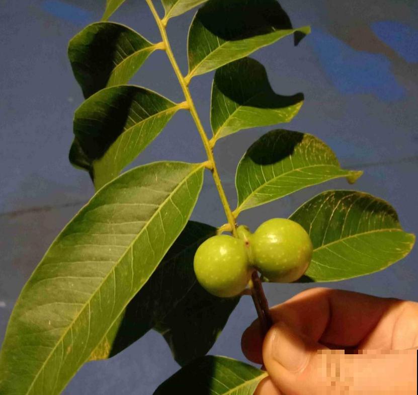 油患子树用处多多，果子沾水搓一搓，比香皂还好用！