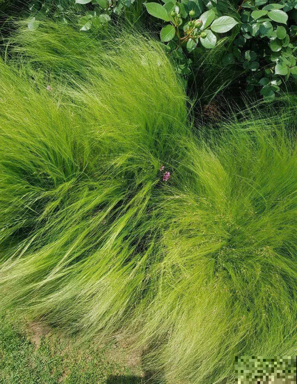 农村没人要的草，薅一把种院子里，很多土豪都在养！