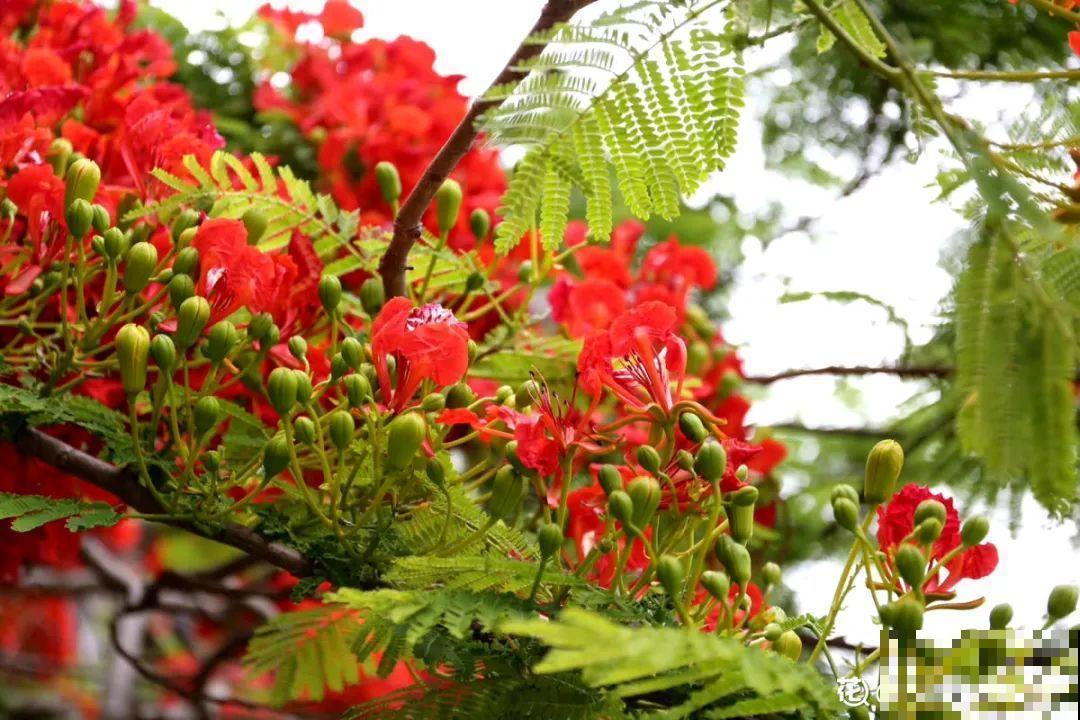 你在哪个城市，最适合养的花就是它！