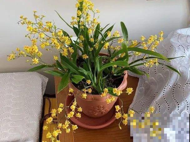 这花看一眼就爱上，年年死，但年年都想买！