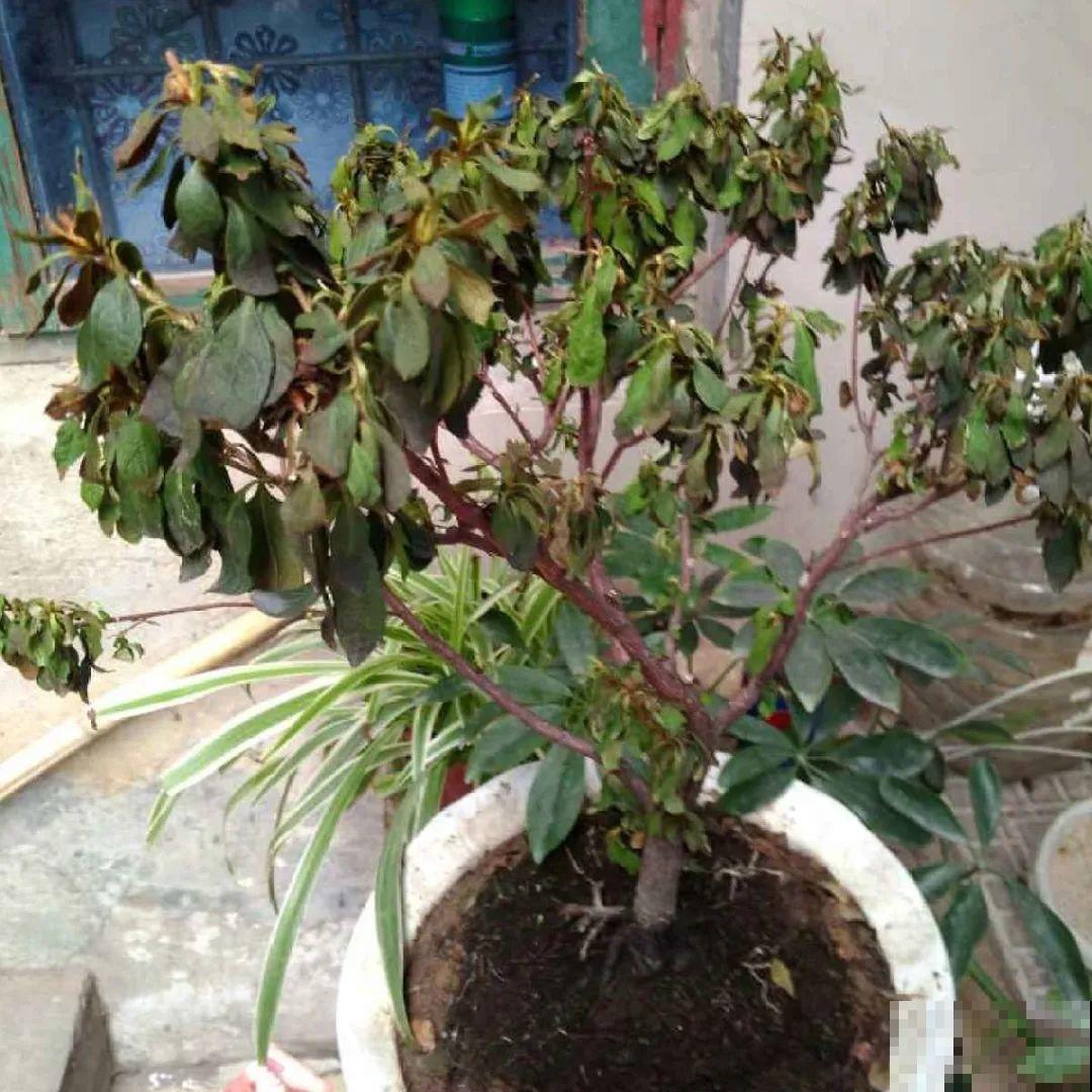 秋天特难养的花，养不活难受，还惹一肚子气！