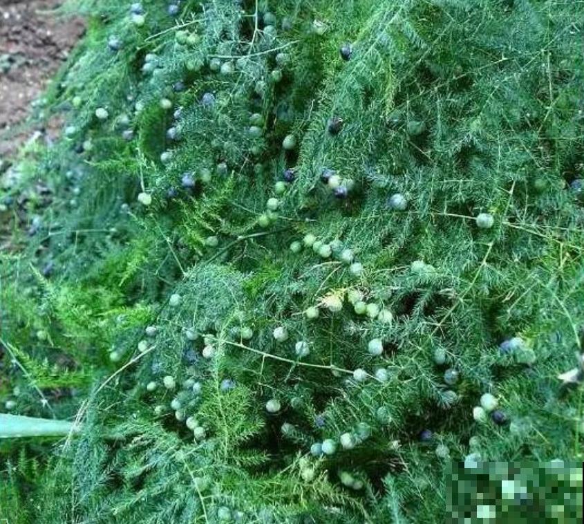 养文竹易出错的4个问题，答案在这里，看看有没有你要的！