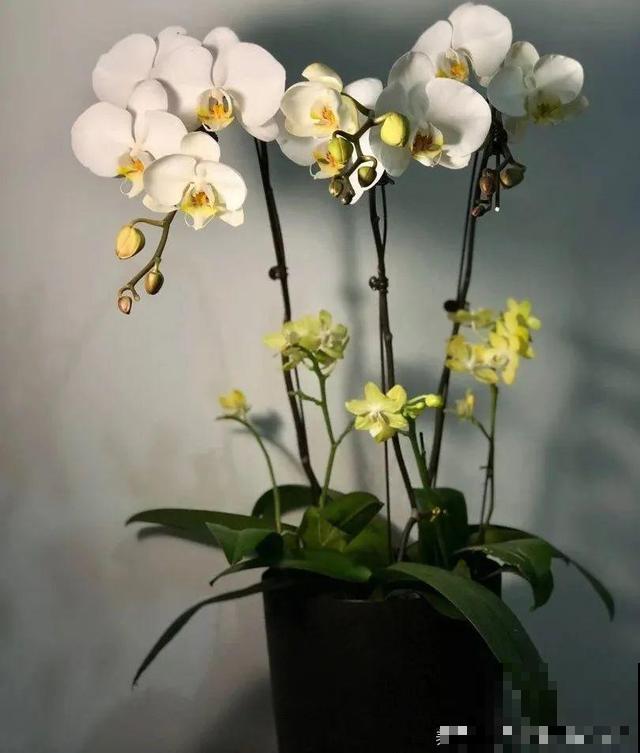 冬天就养耐阴花，没光也能开爆盆，扔角落自己疯长！