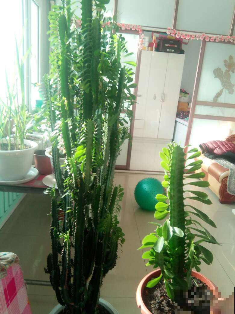 龙骨青葱翠绿，枝干苍劲挺拔，一年四季常青