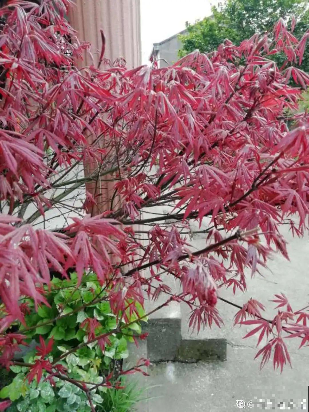 南方花友请注意，这几种花先别买，买回家就挂！