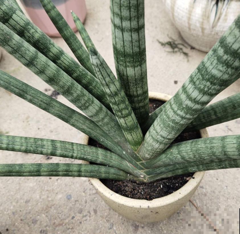 虎尾兰冬天很脆弱，肥水都少用，用多了就犯病！