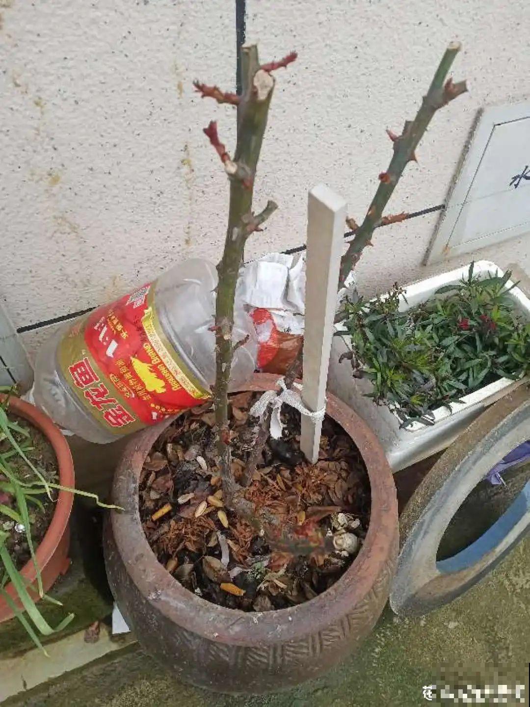 老祖宗留下来的养花谚语,真准! 老祖宗留下来的养花谚语,真准!