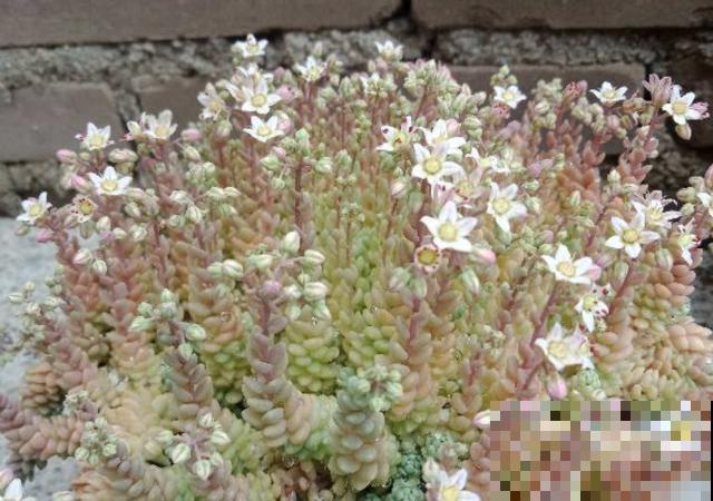 这种多肉就欠晒,越晒越上色,五彩斑斓美爆了! 这种多肉就欠晒,越晒越上色,五彩斑斓美爆了!