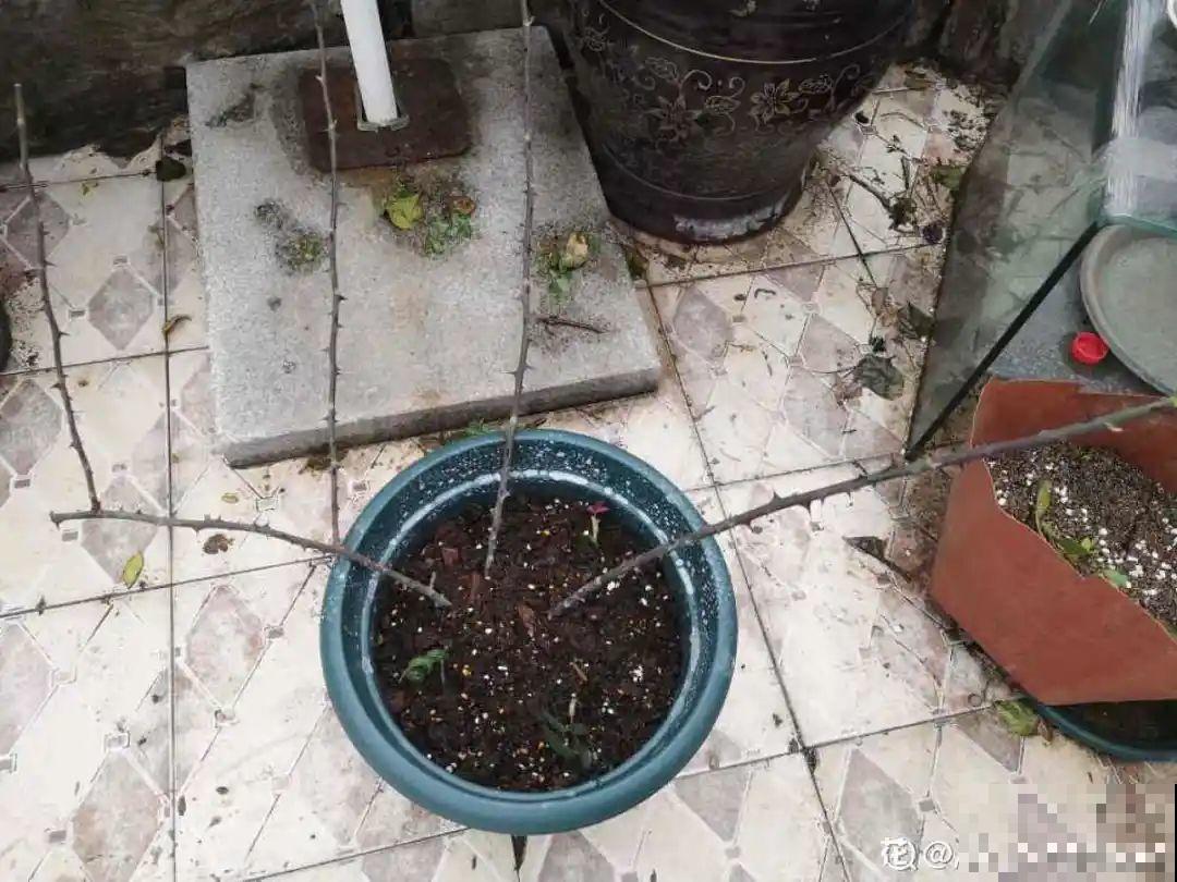 冬天休眠的花，你以为它死了，其实还活着！