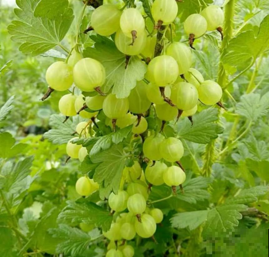 酸甜可口的灯笼果，市场价20一斤，在家种不花1分钱！